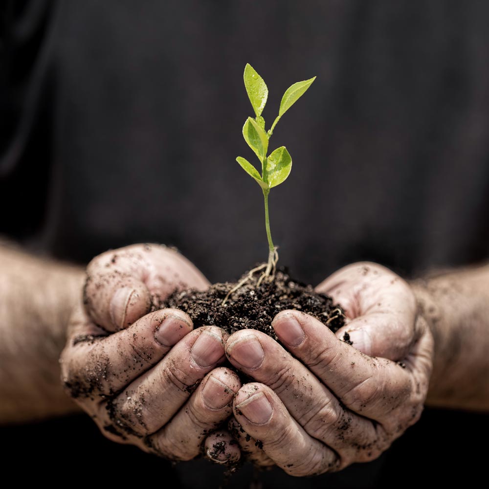 Image symbolising growth